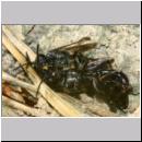 Trypoxylon figulus - Grabwespe 03a 10-14mm - OS-Wallenhorst-Tongrube-Lehmwand - det.jpg